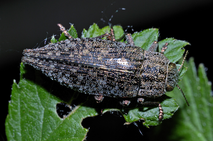 Dicerca alni (Buprestidae)